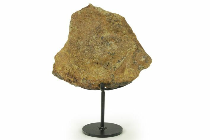 Fossil Hadrosaur Limb Bone Section w/ Metal Stand - South Dakota #383111